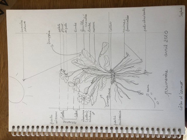 Annexe primevère.jpg