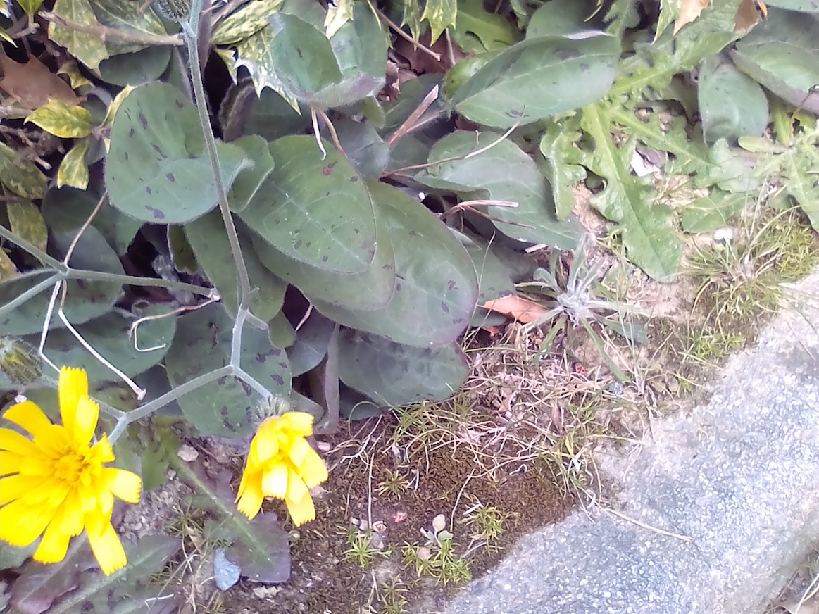 Annexe IMG_20200329_153351-pt.jpg