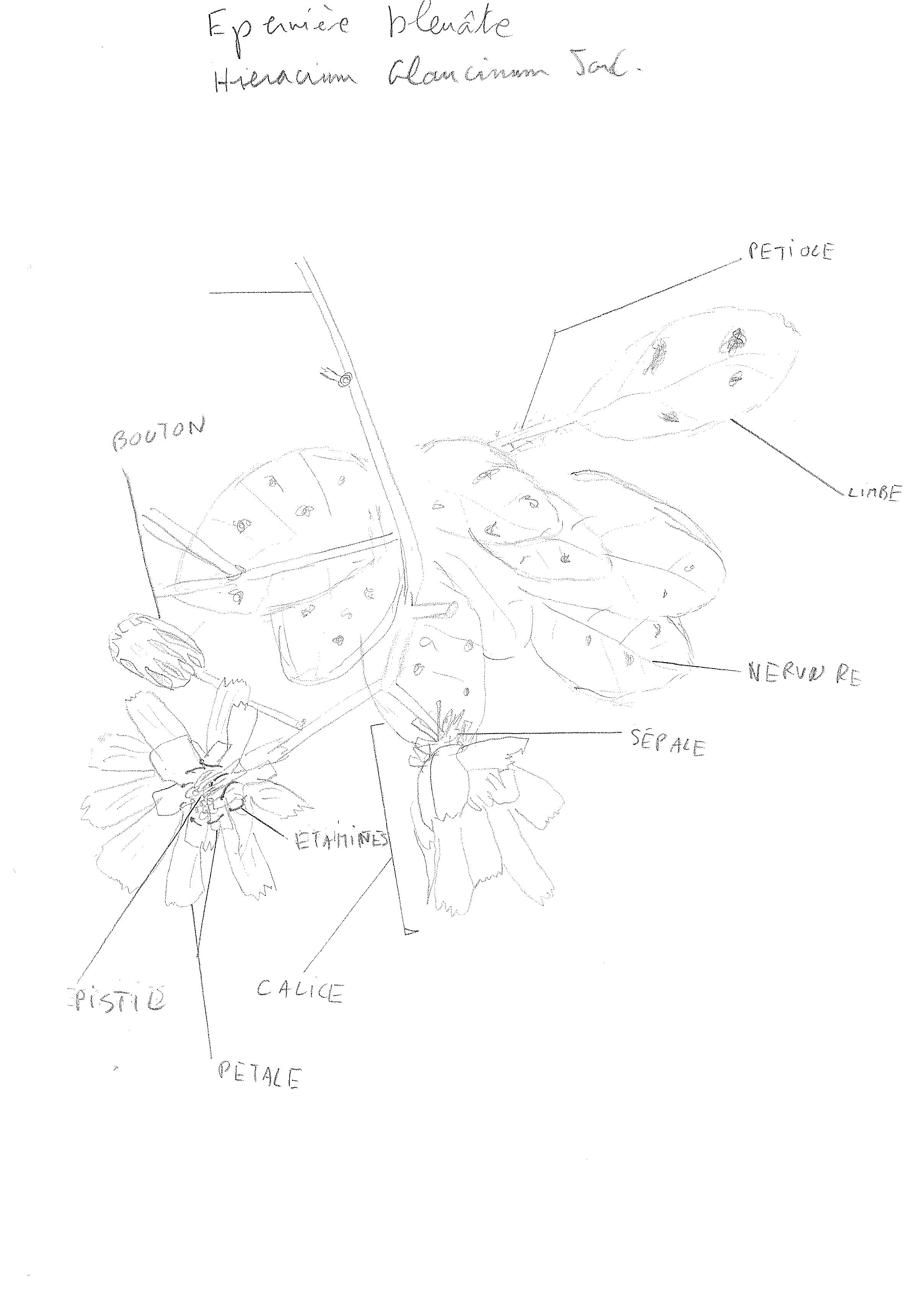 Annexe hieracium-glaucinum-20200405.jpg