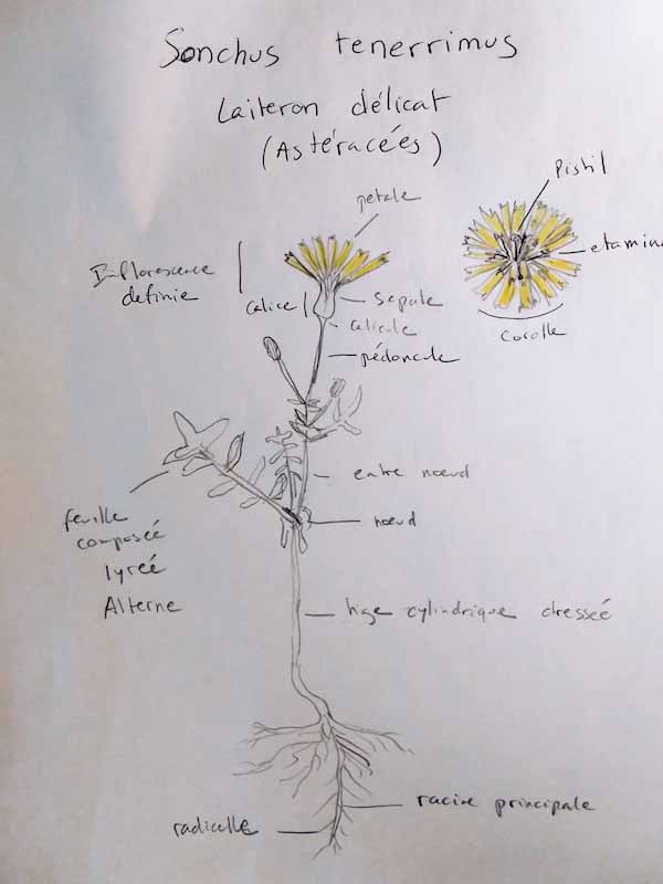 Annexe sonchus Tenerrimus - Laiteron Délicat.jpg