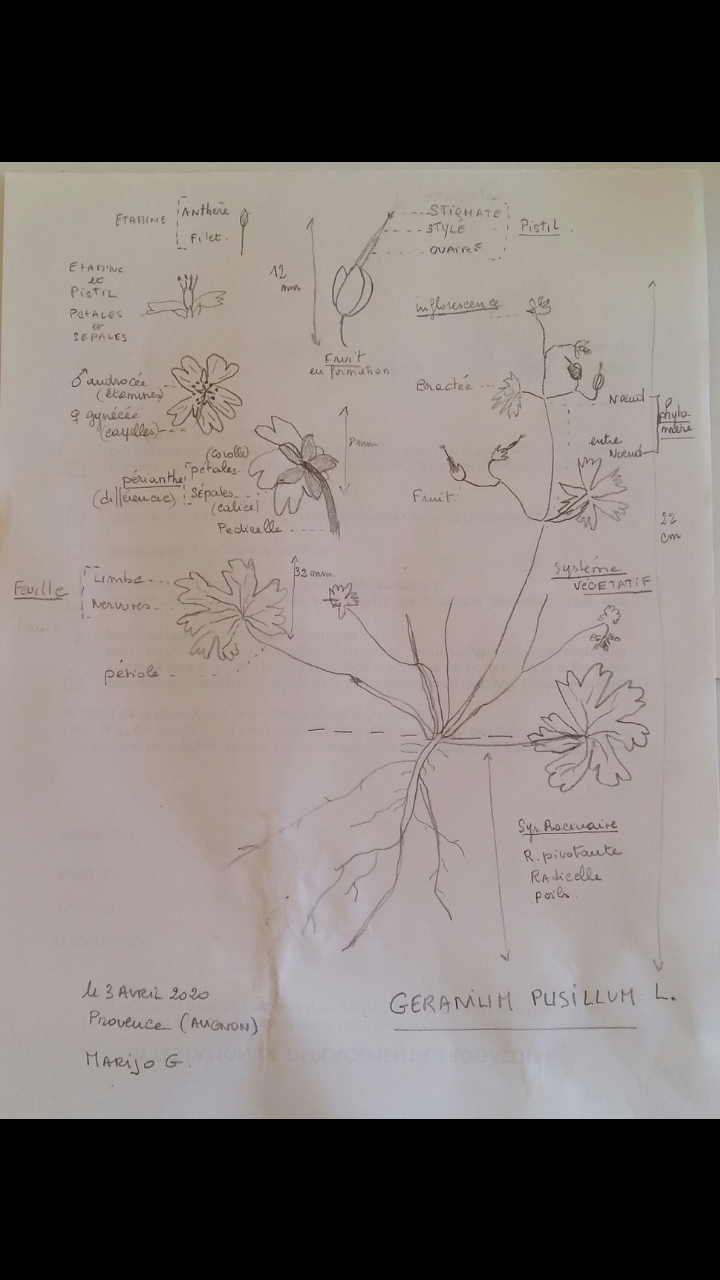 Annexe Géraniumpisillum dessin 04052020.png