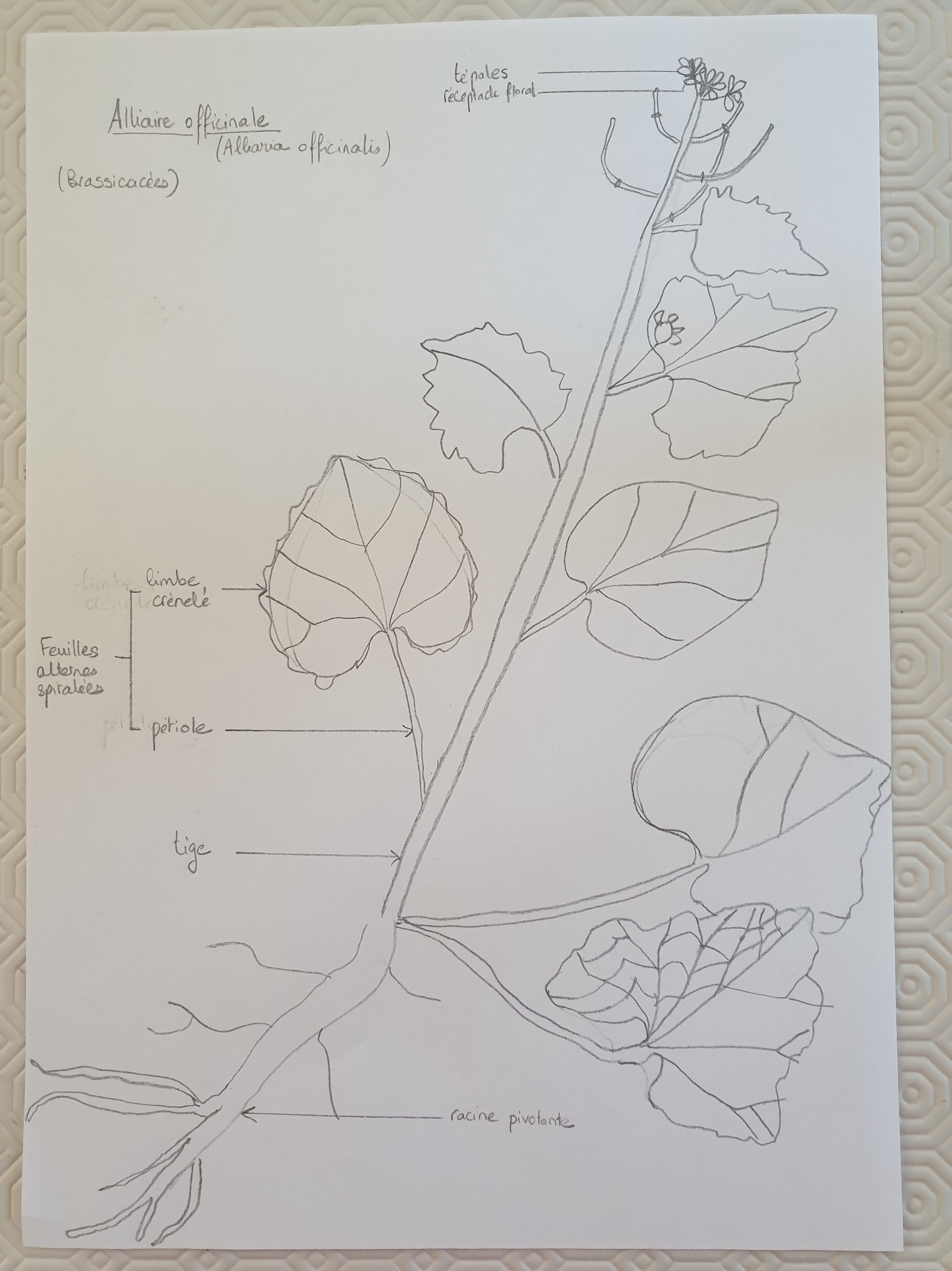 Annexe planche alliaire officinale.jpeg