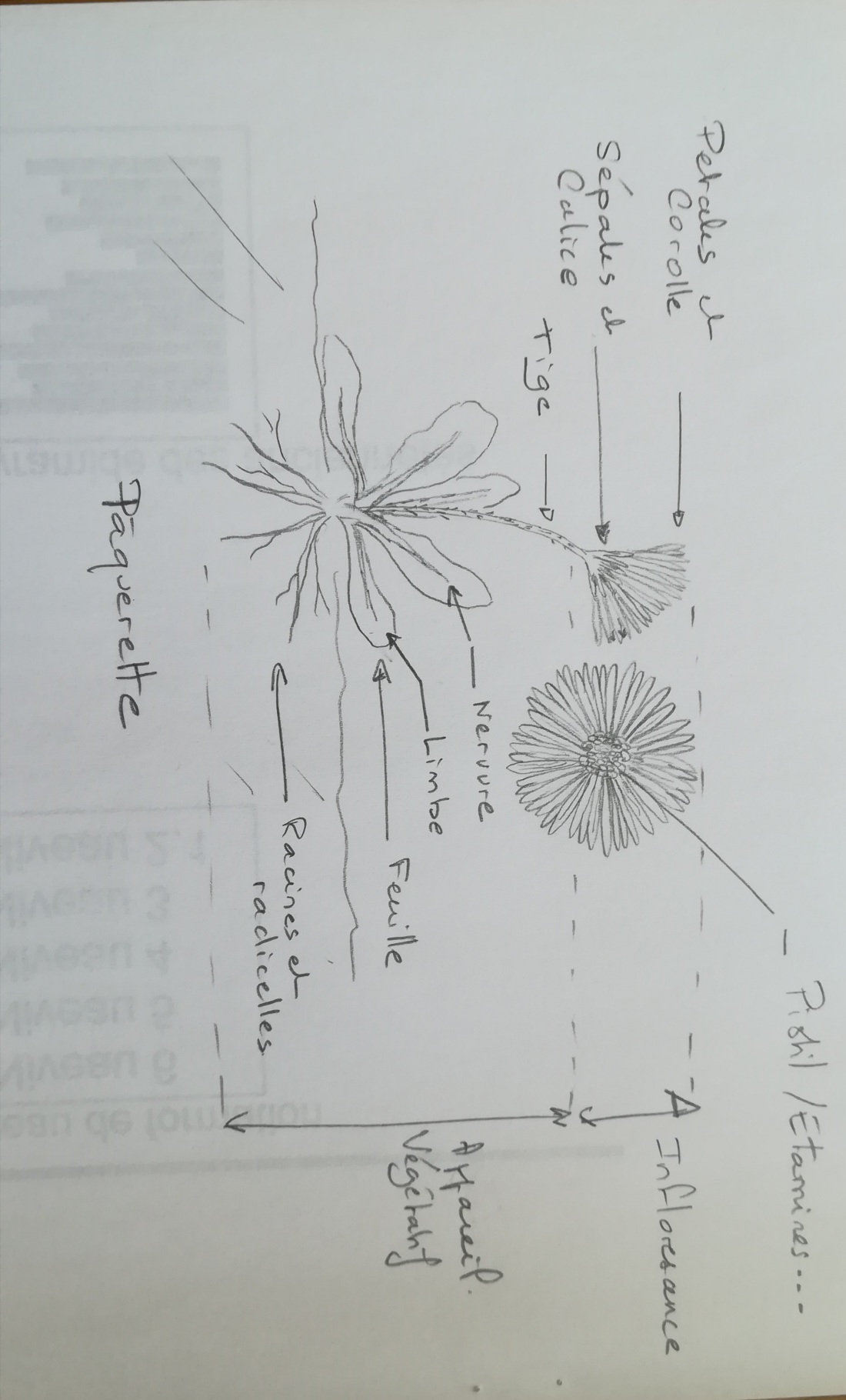 Annexe 9 dessin paquerette.jpg