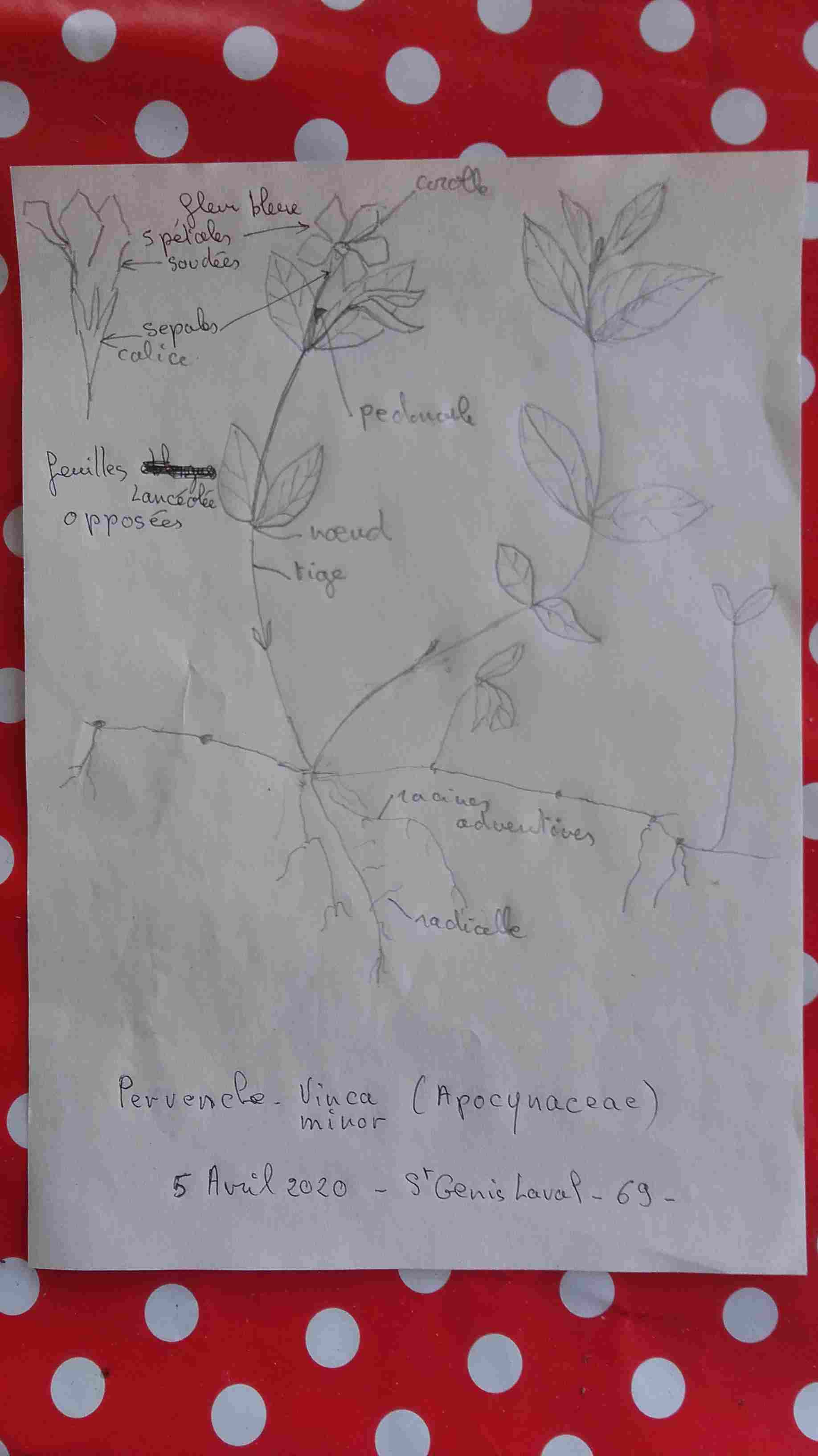 Annexe 2020 04 05 dessin plant pervenche Lq.jpg