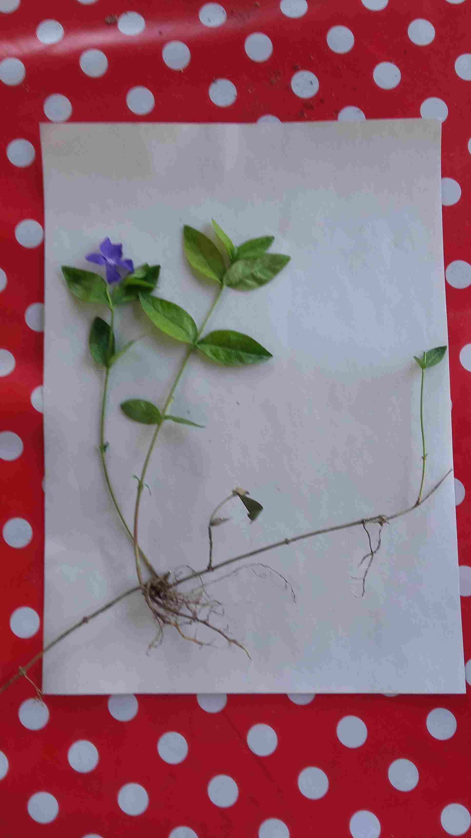 Annexe 2020 04 05 plant pervenche Lq.jpg