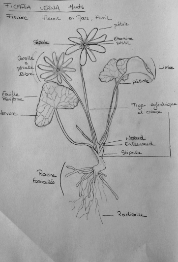 Annexe IMG_20200405_150900_resized_20200405_031001804.jpg
