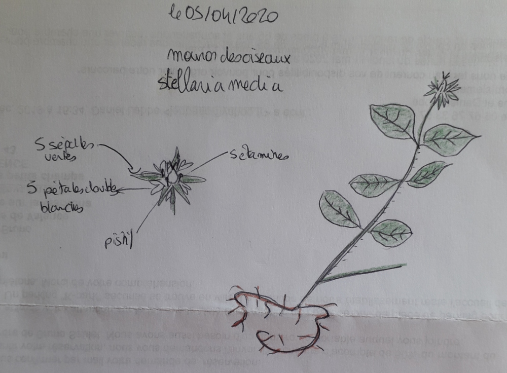 Annexe stellaria.jpg