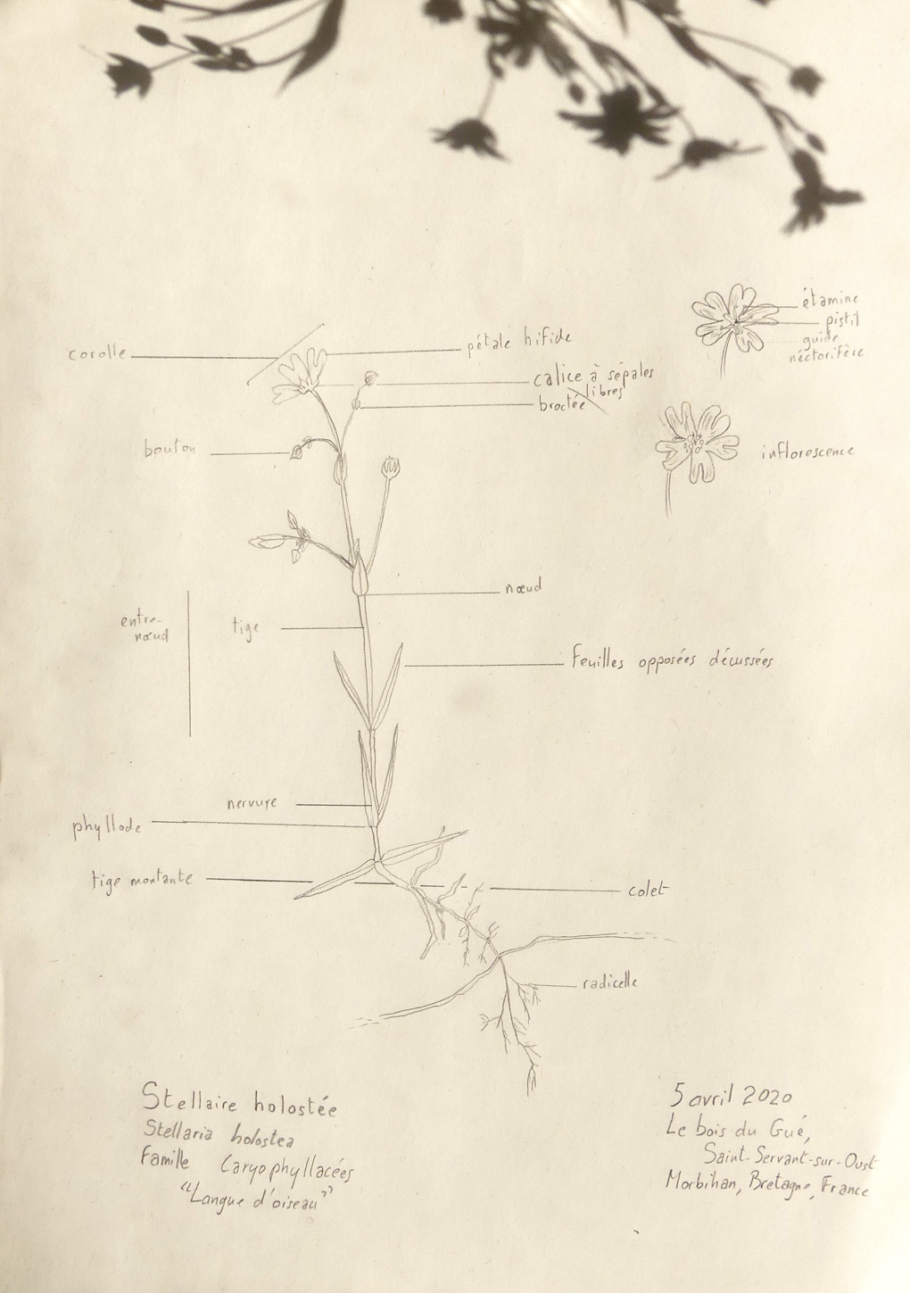 Annexe dessin stellaire.JPG