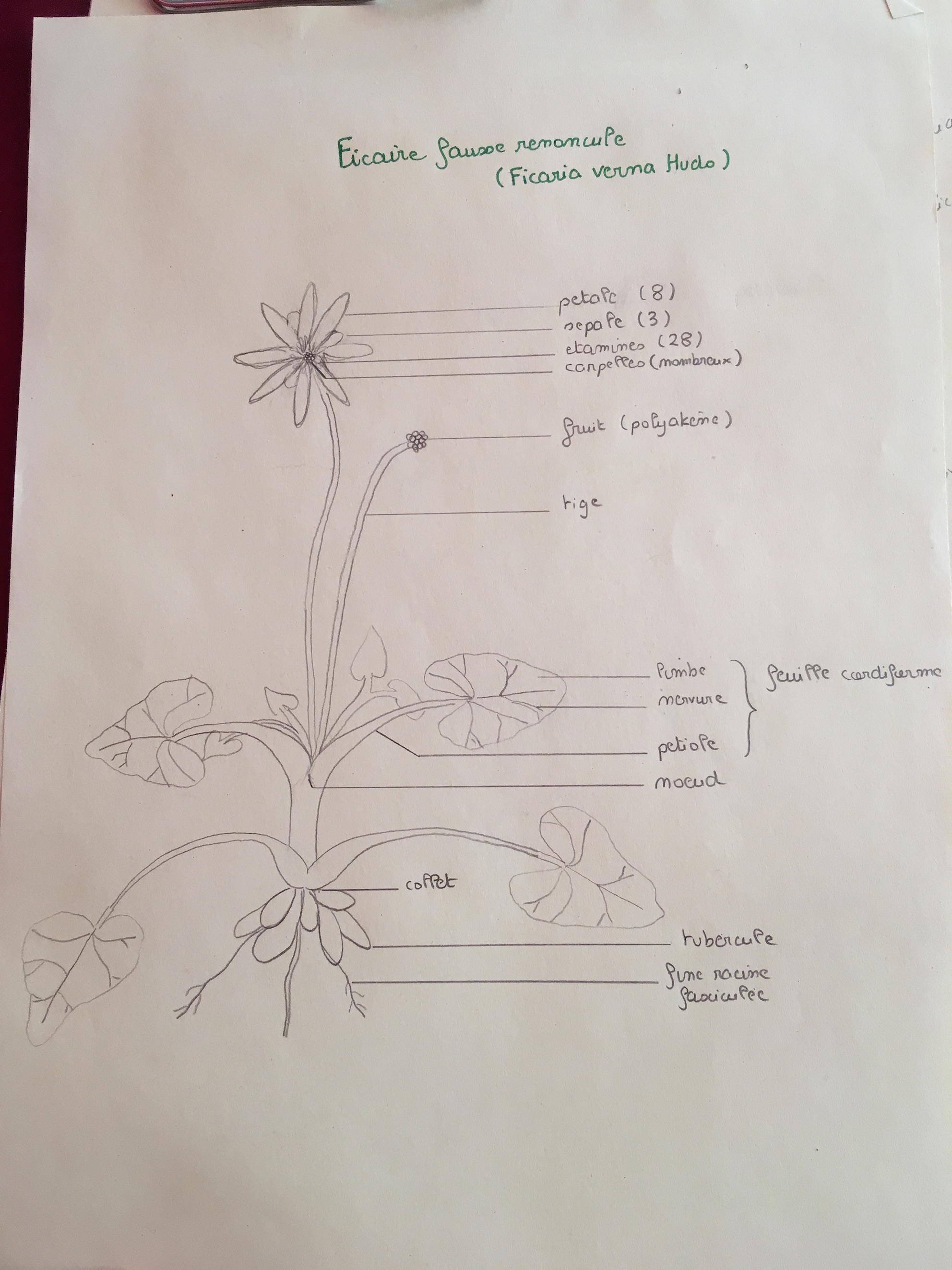 Annexe Dessin_ficaire.JPG