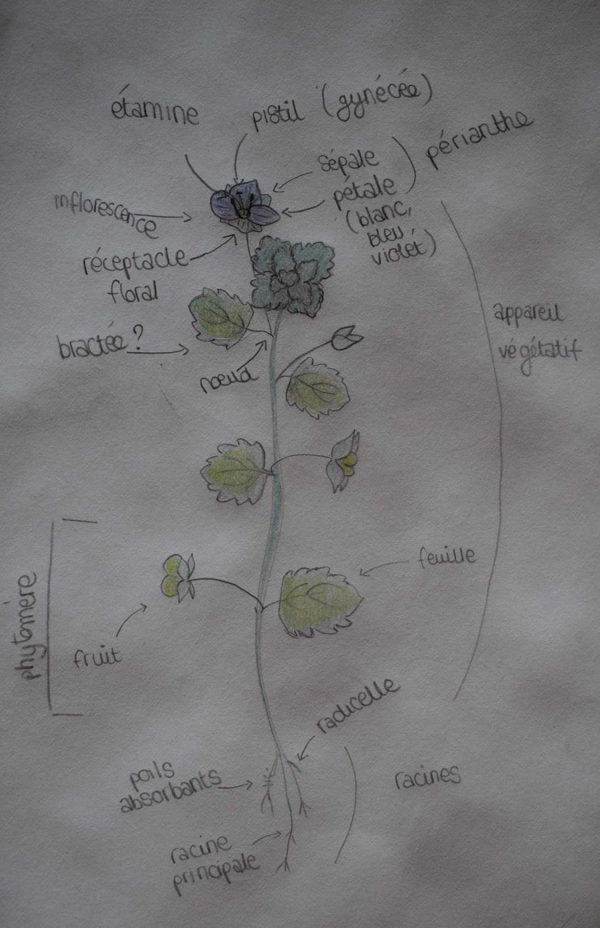 Annexe véro coloriée.jpg