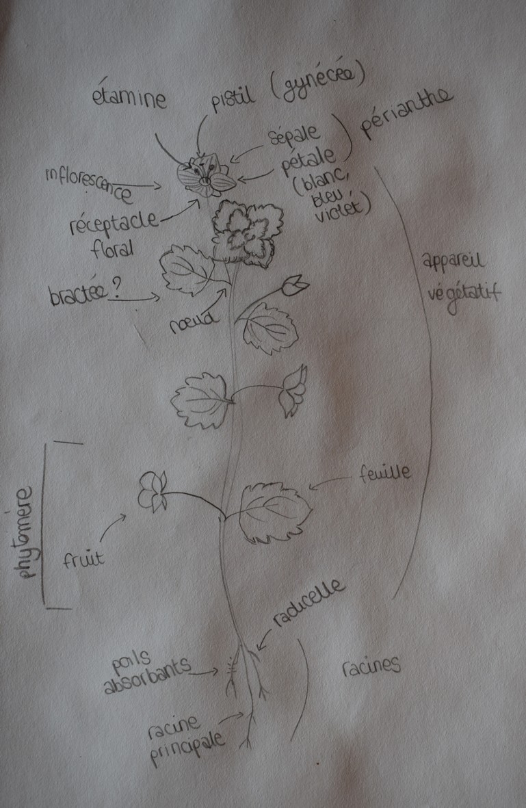 Annexe véronique.jpg