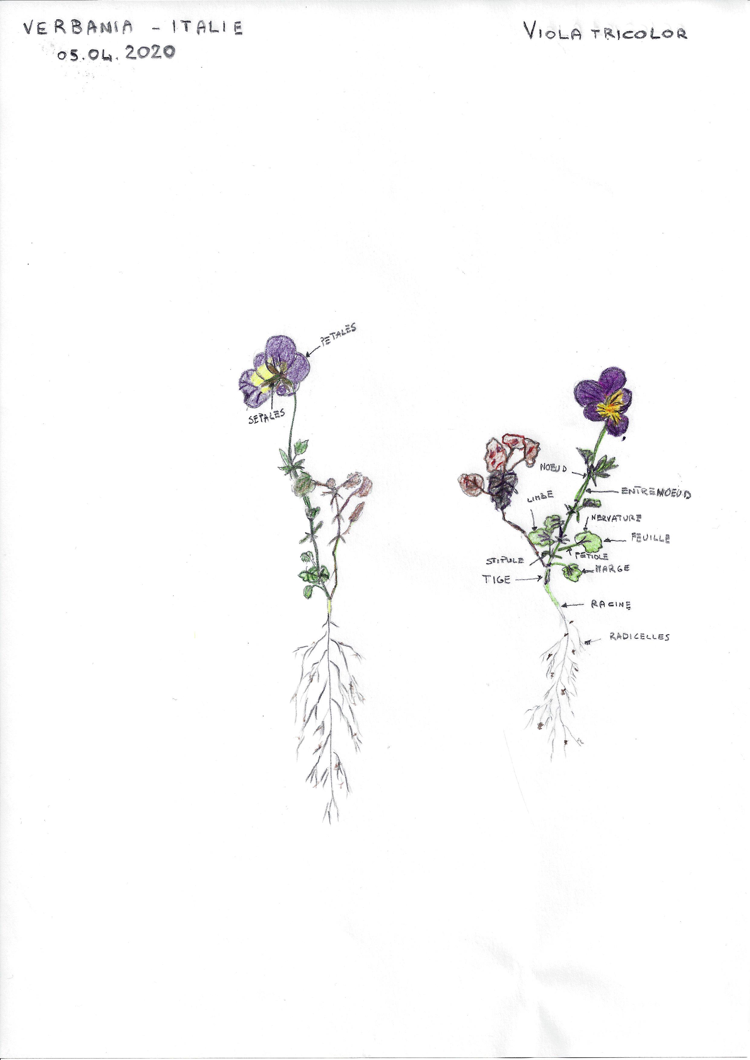 Annexe Viola Tricolor.jpg