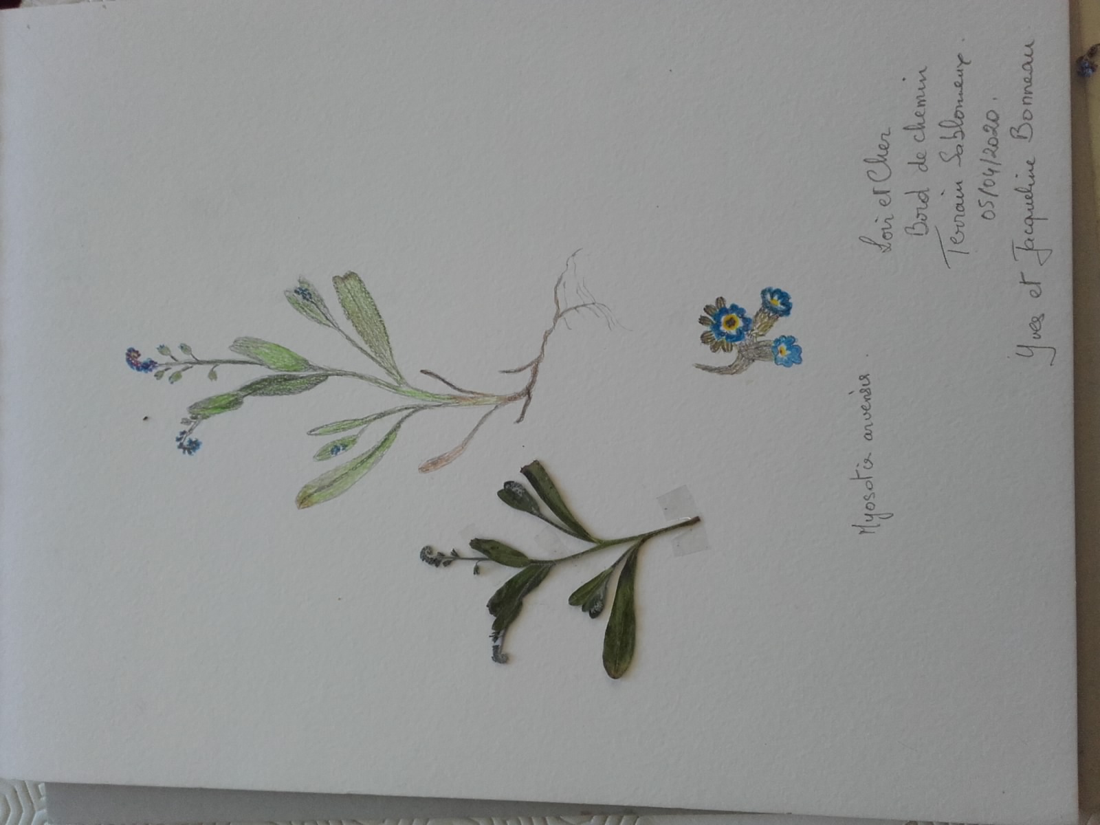 Annexe Bonneau Myosotis 05 04 2020.jpg