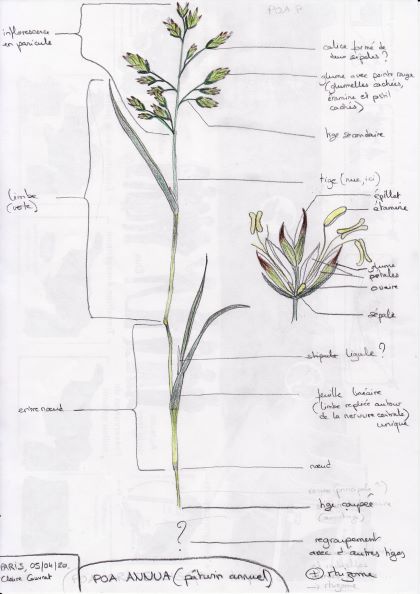 Annexe dessin_poa_annua_redim.jpg