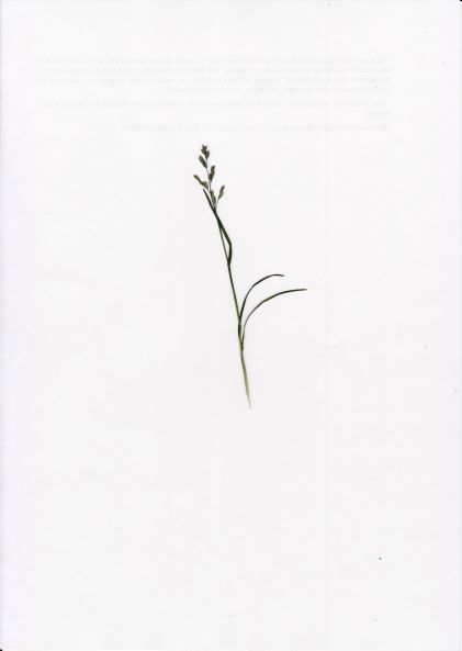 Annexe photo_poa_annua_redim.jpg