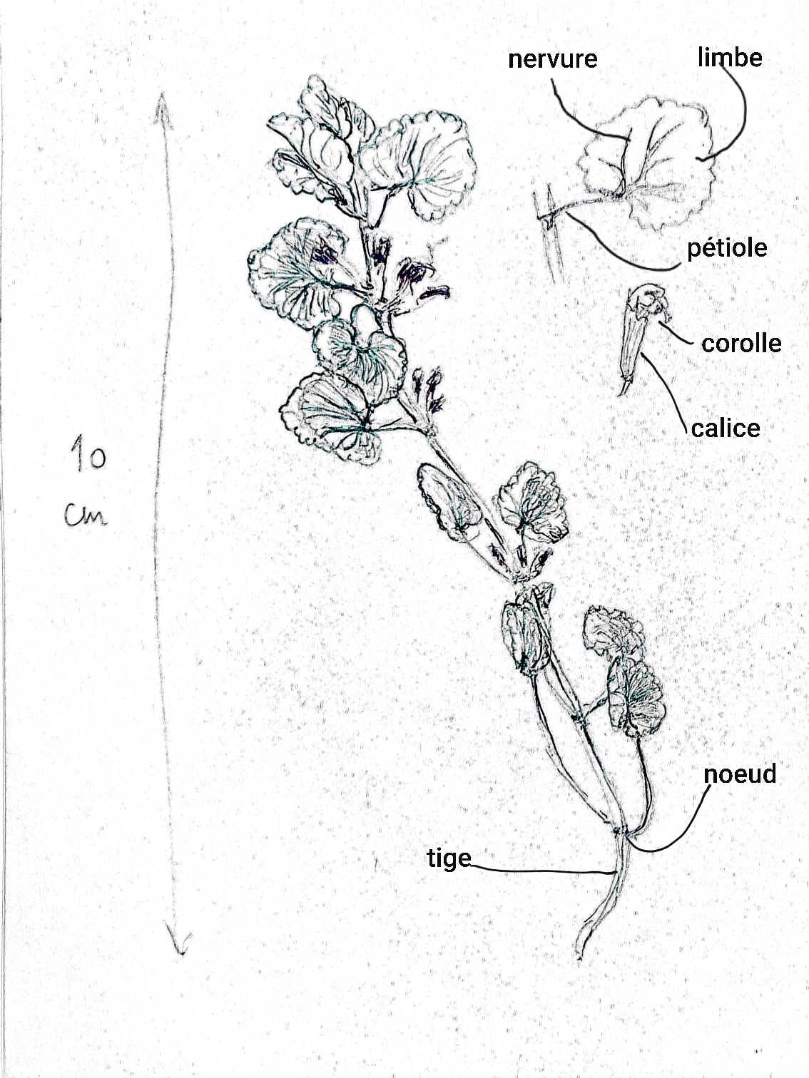 Annexe 20200405_160655.jpg