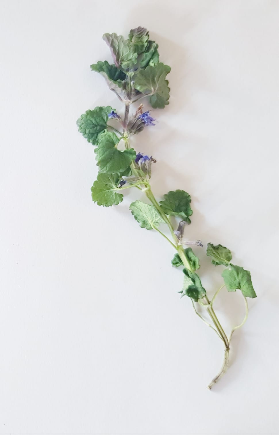 Annexe IMG-20200405-WA0008.jpg