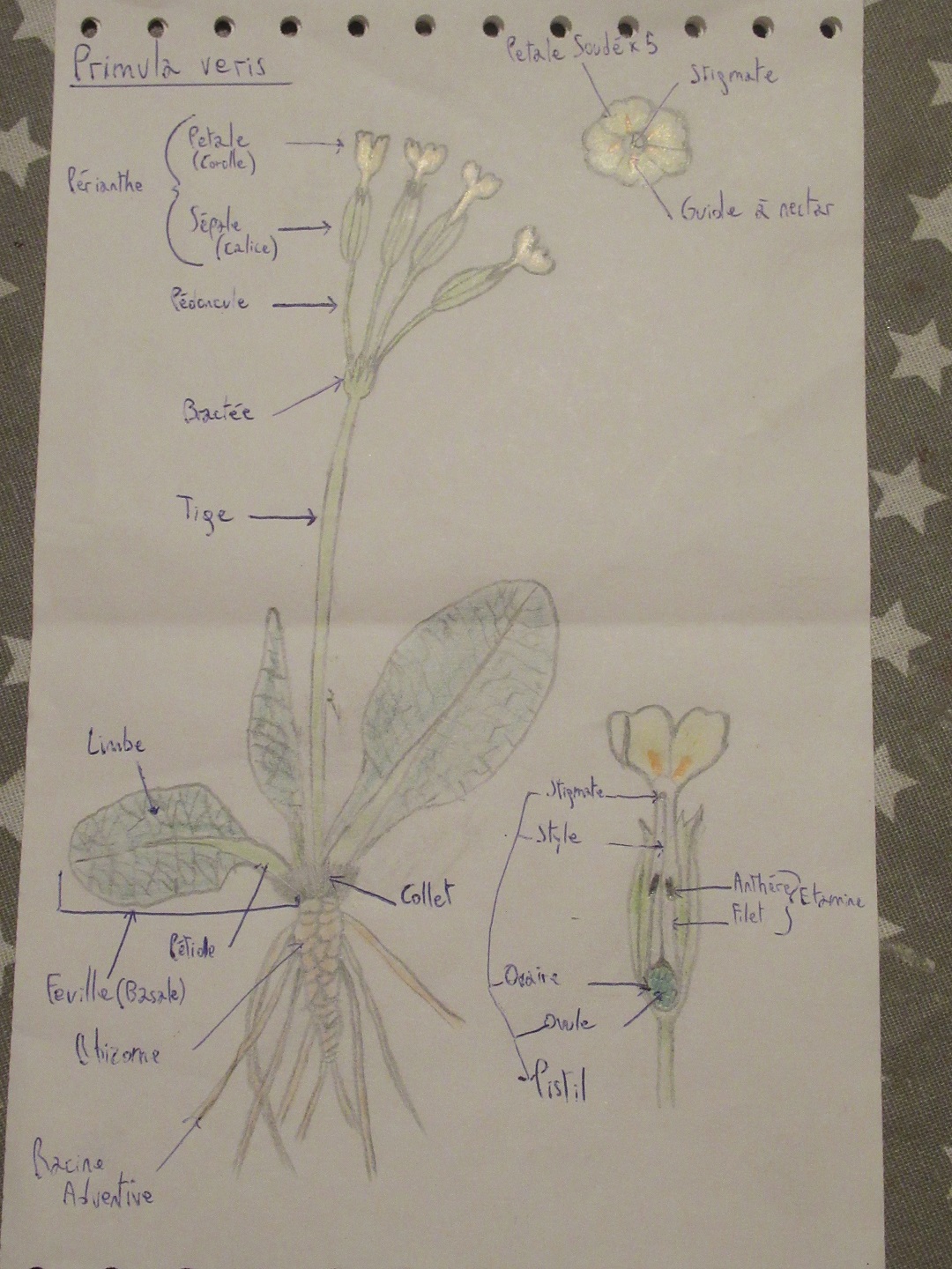 Annexe IMG_3034.pt.jpg