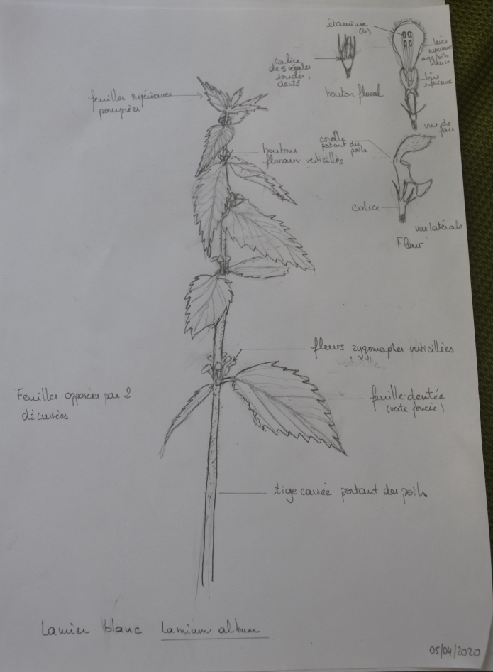 Annexe Lamier_blanc_2.jpg