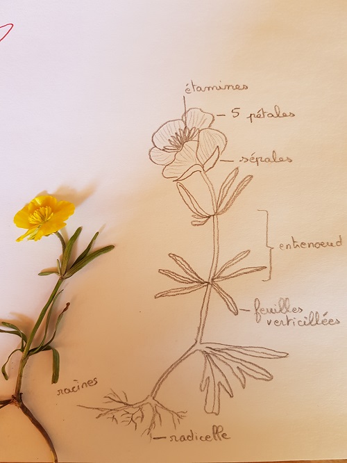 Annexe 20200405_161926.jpg