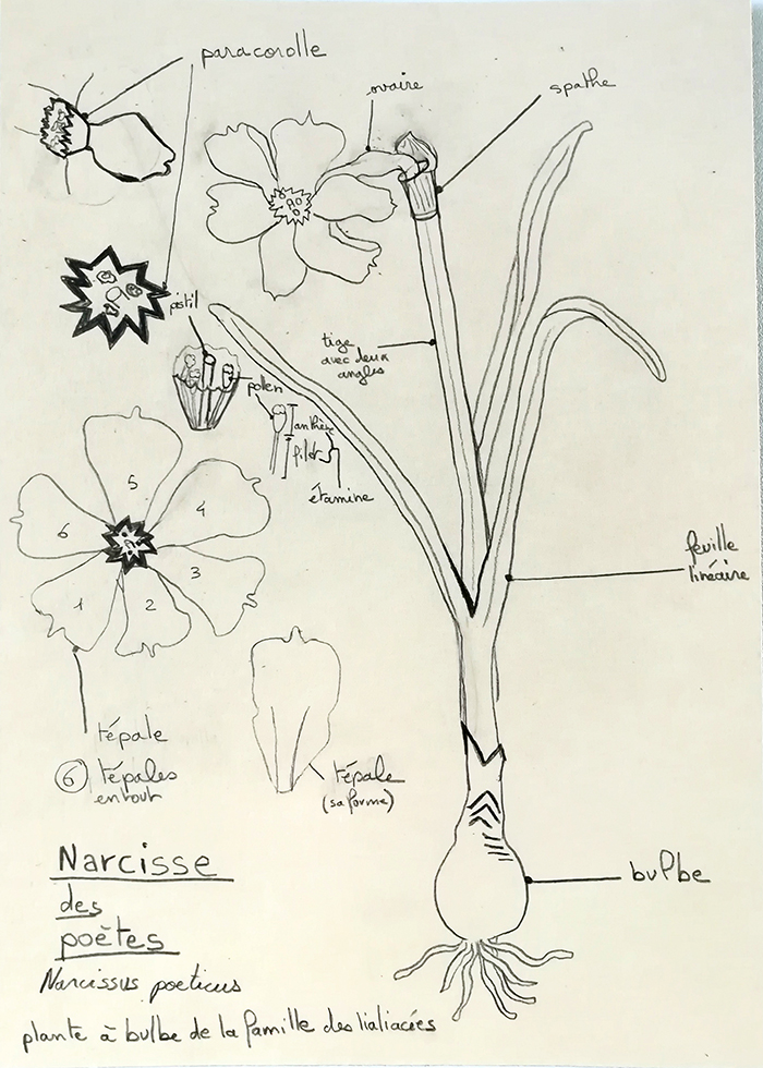 Annexe plante_ex3_narcisse_poetes.jpg