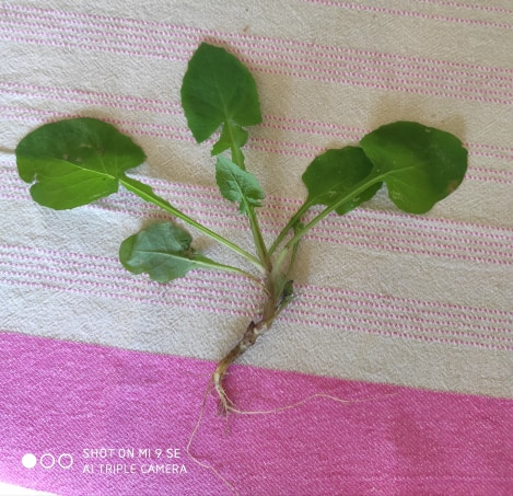 Annexe 92100481_213212583316589_2504652376716083200_n.jpg