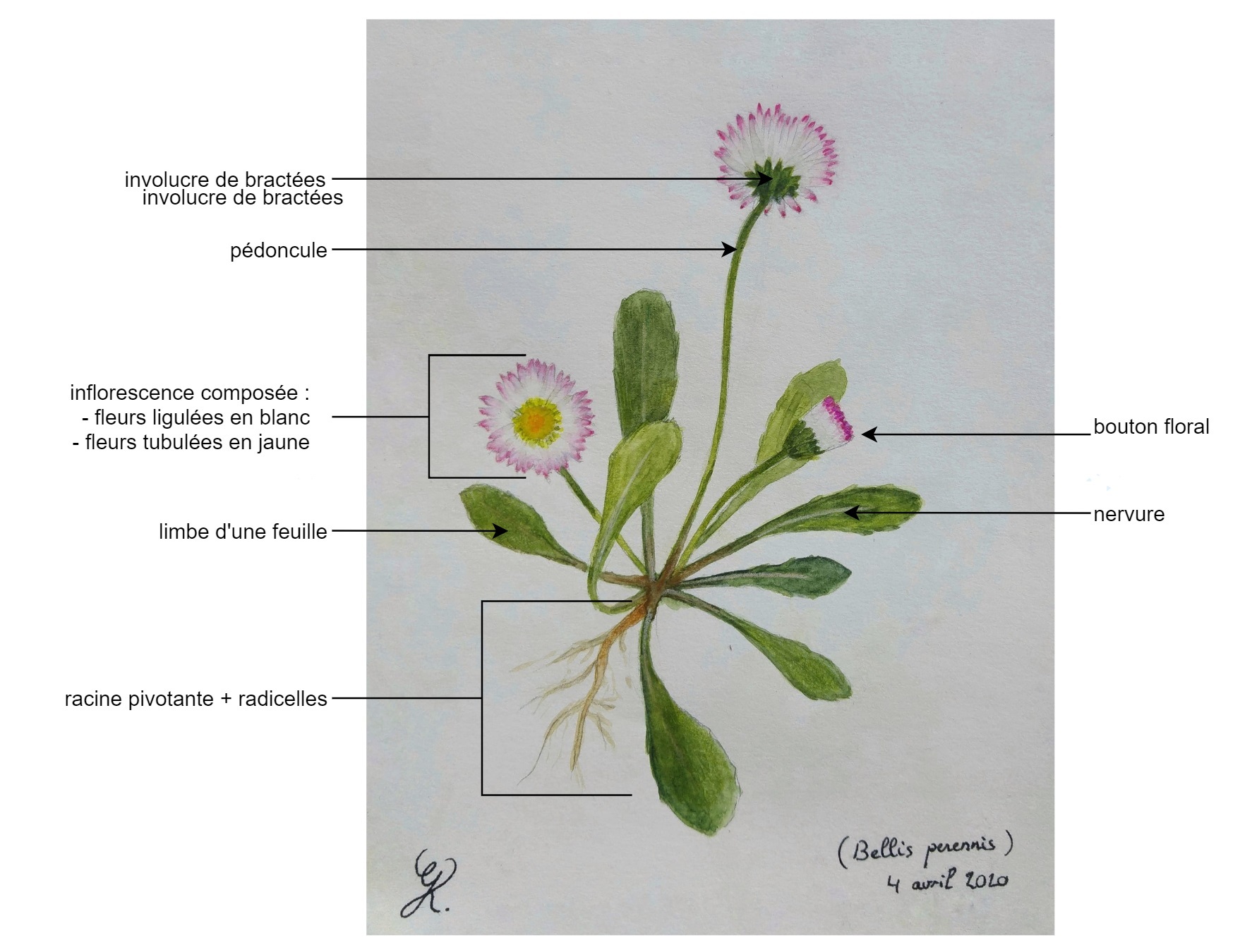 Annexe dessin botanique.jpg