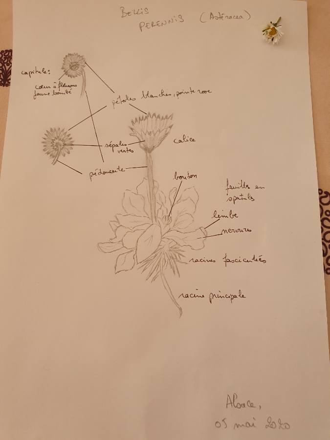 Annexe 1586098911454.JPEG