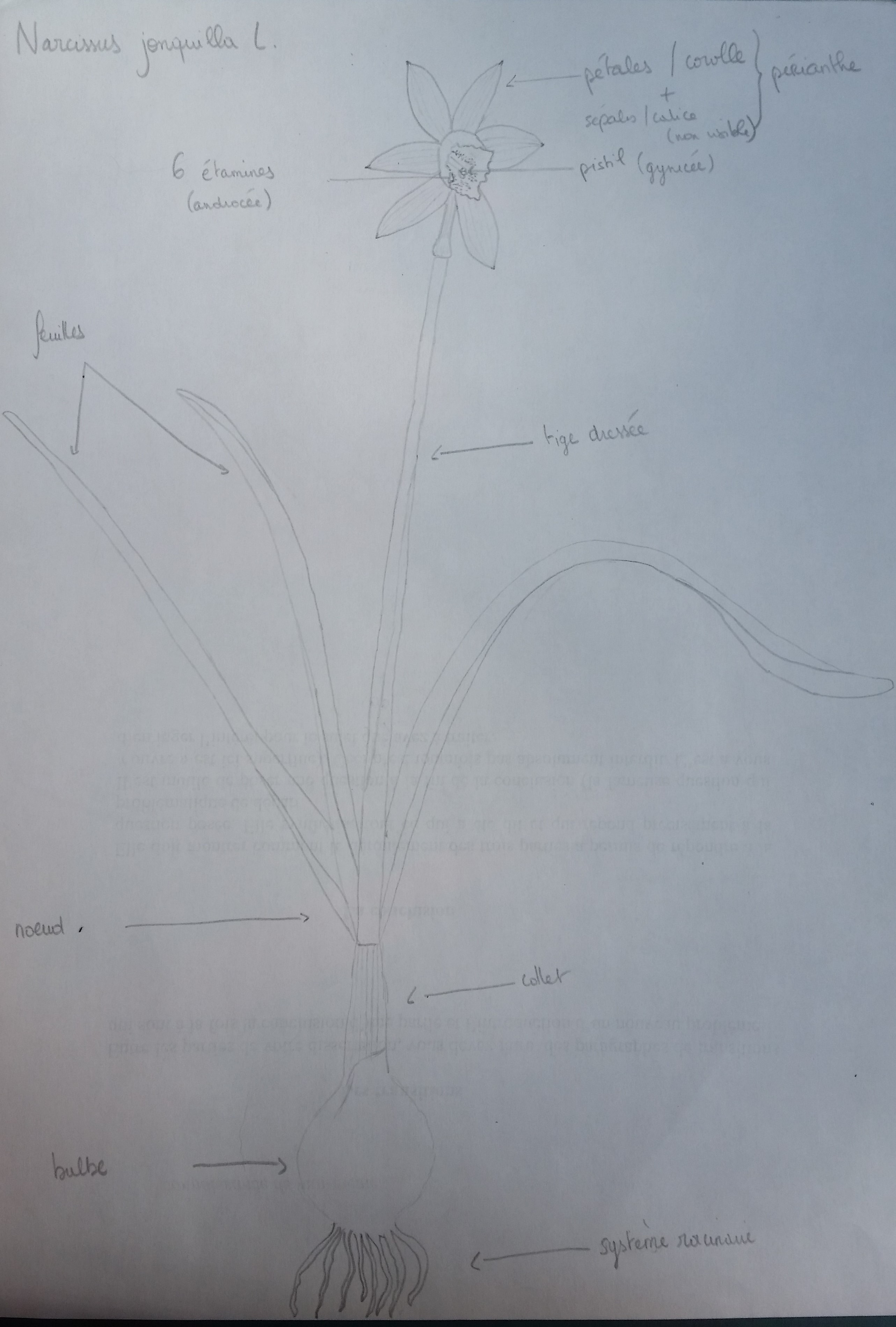 Annexe Dessin jonquille.jpg