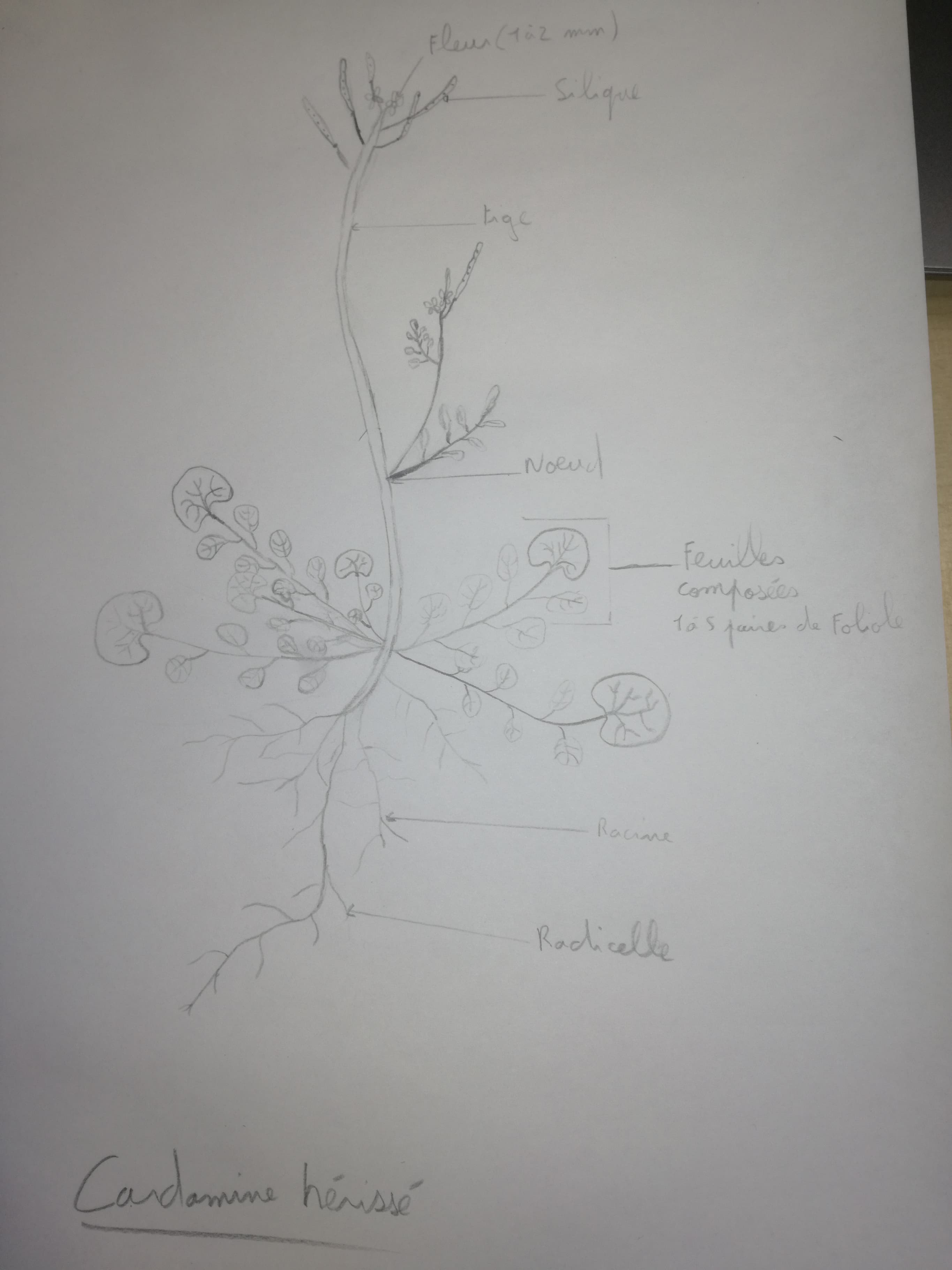 Annexe 91999883_1353104941540025_221336127372525568_n.jpg