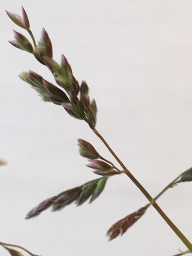 Annexe épillet.jpeg