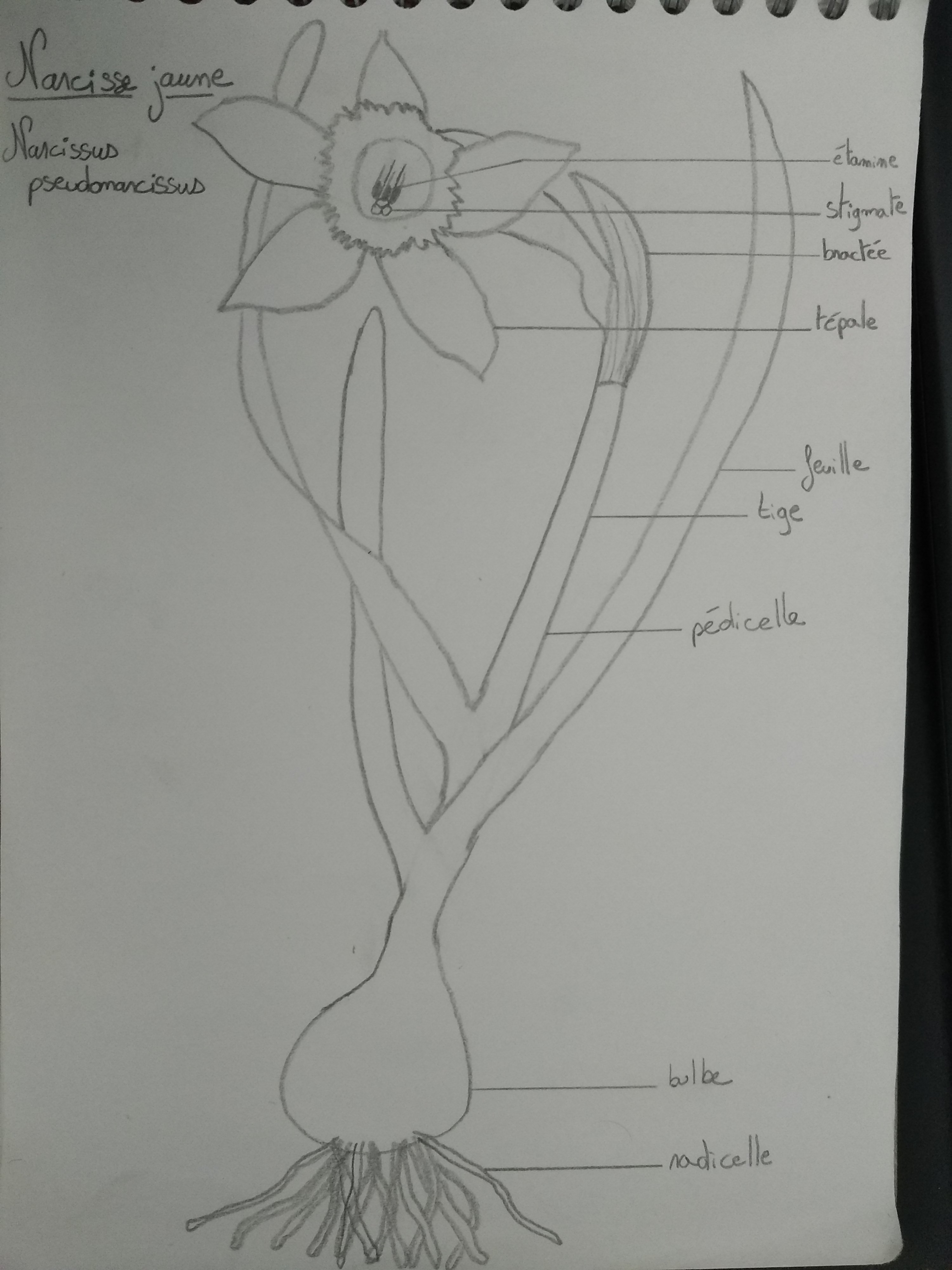 Annexe IMG_20200405_171134.jpg