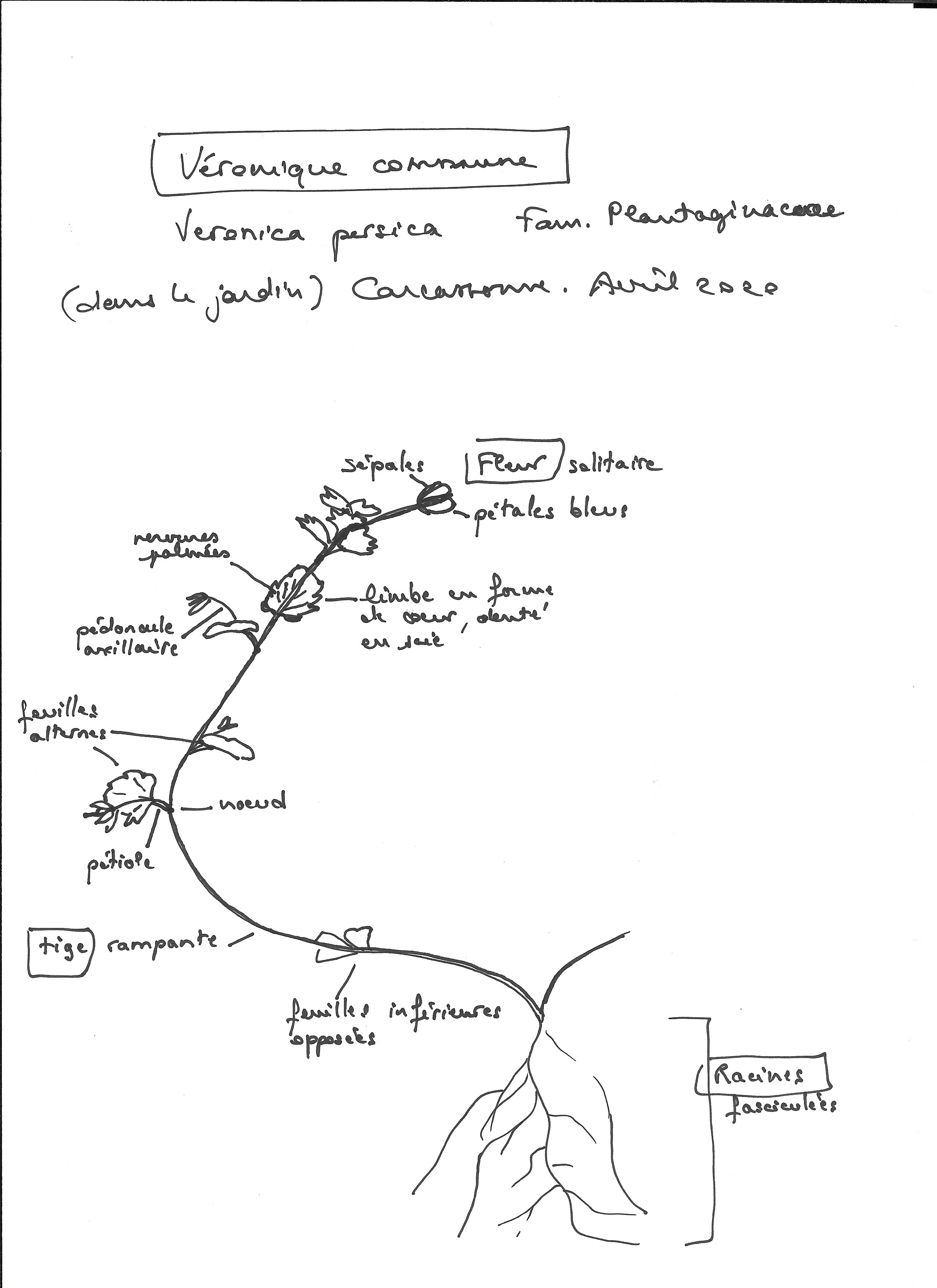 Annexe Veronica persica.jpg