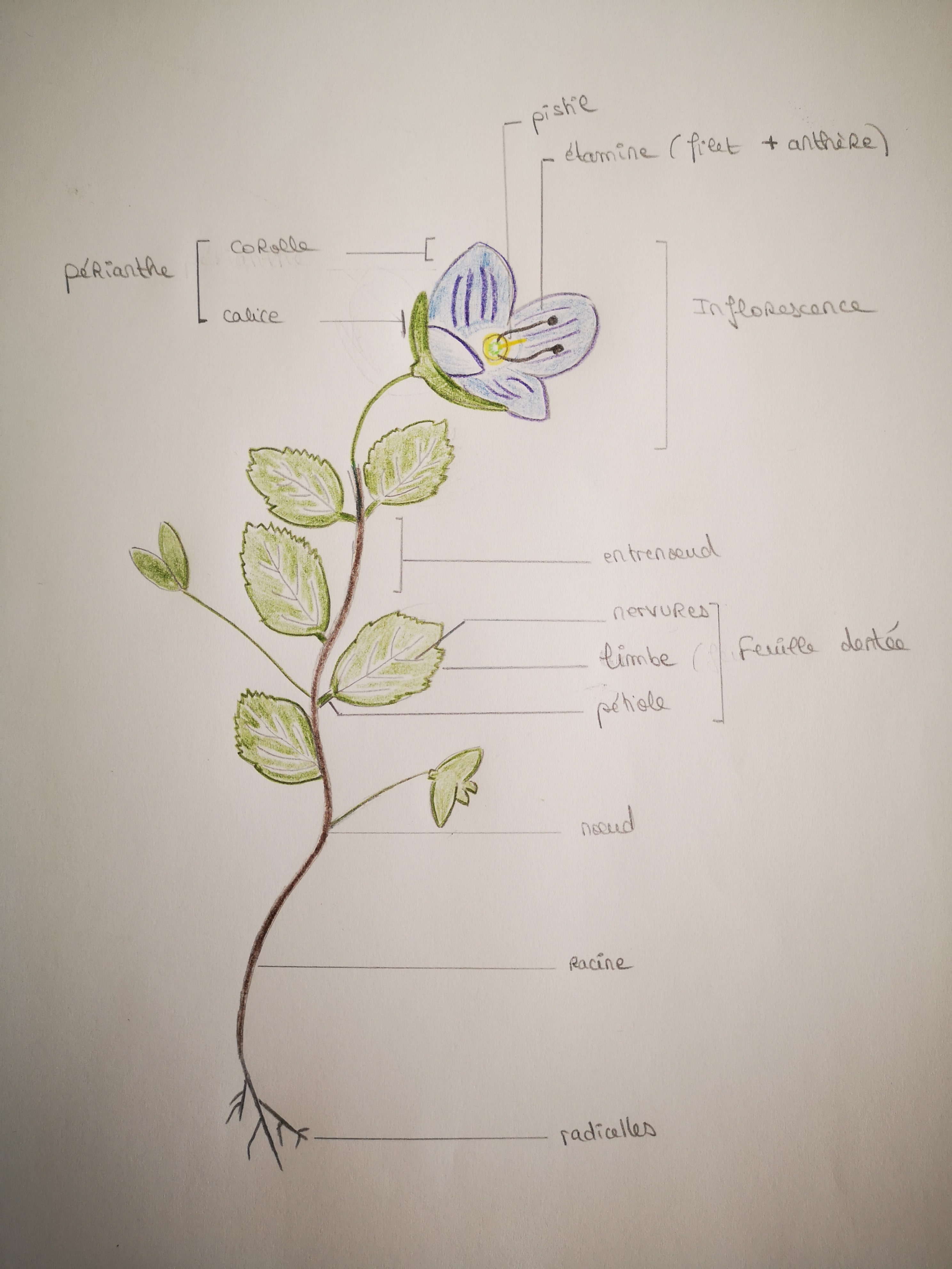 Annexe Véronique Commune.jpg