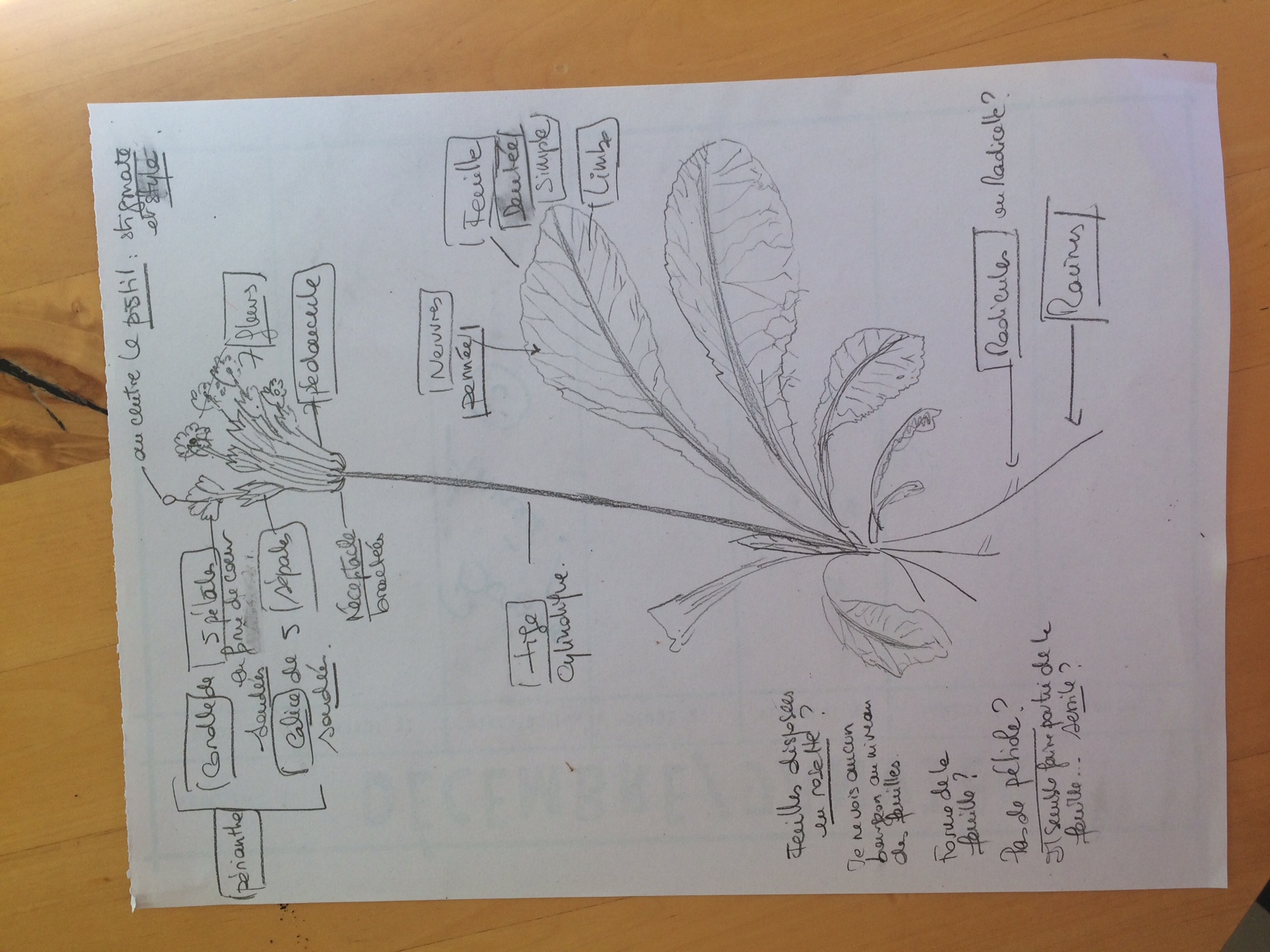 Annexe dessin fleur.JPG