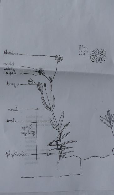 Annexe Schéma Stellaire.JPG