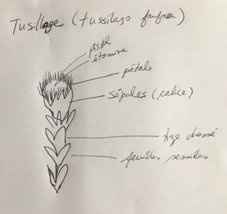 Annexe Tusillage.jpg