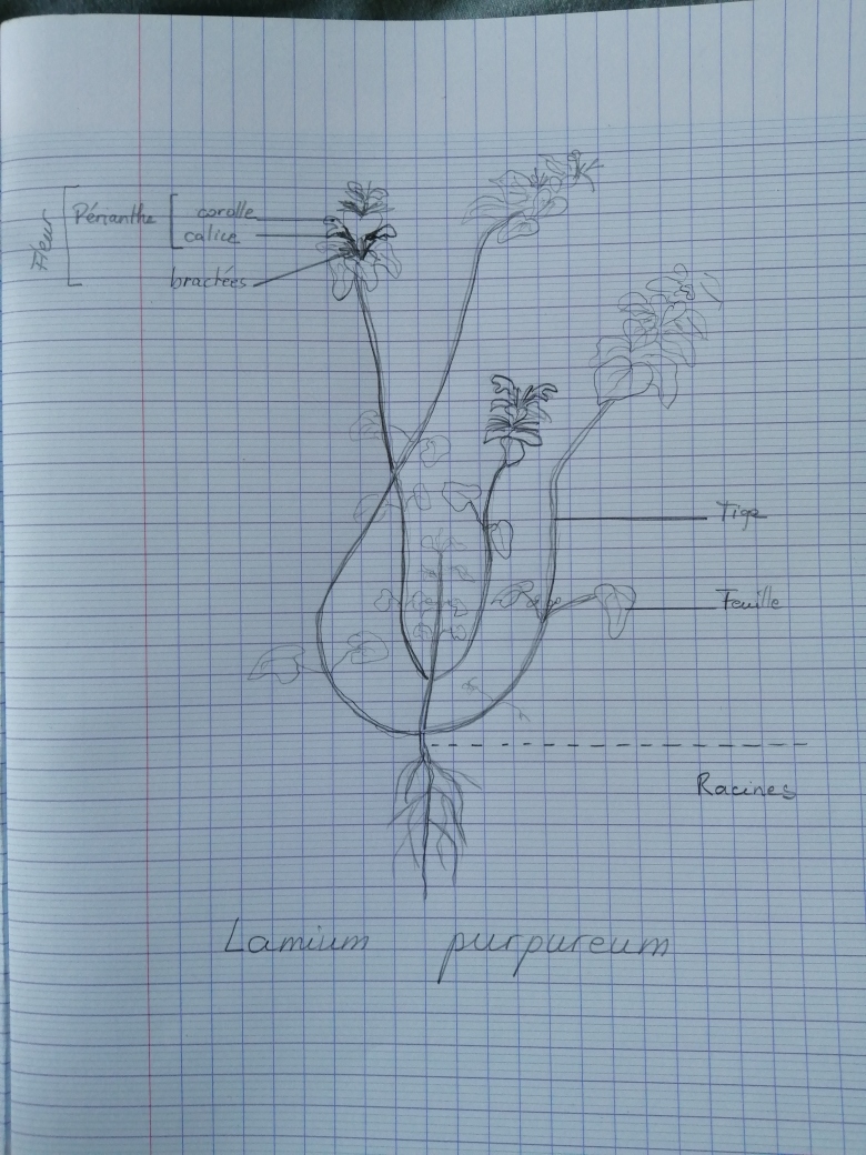 Annexe Croquis Lamium purpureum.jpg