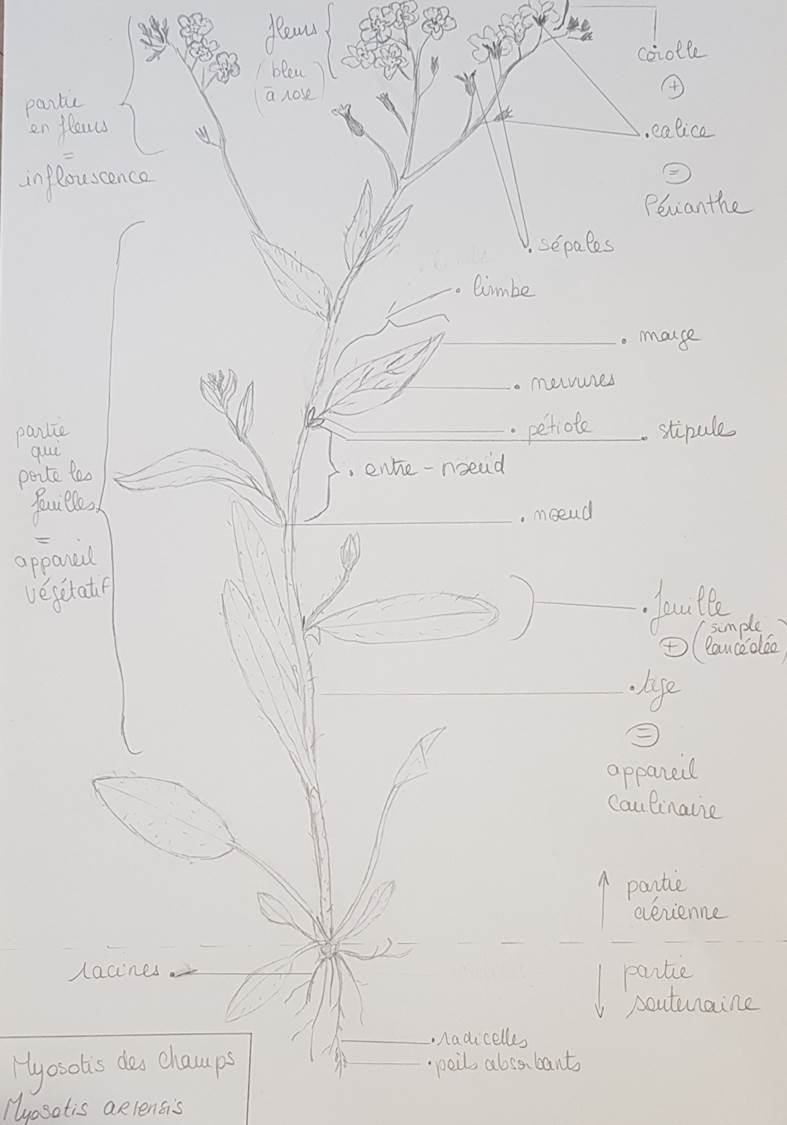 Annexe Erxercice 3.jpg