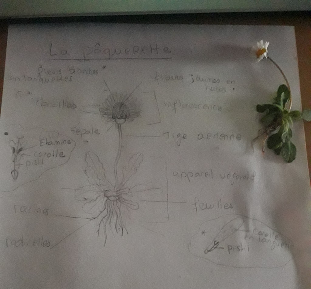 Annexe paquerette.jpg