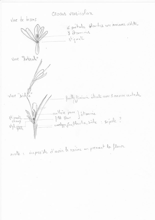 Annexe Crocus versicolor.jpeg