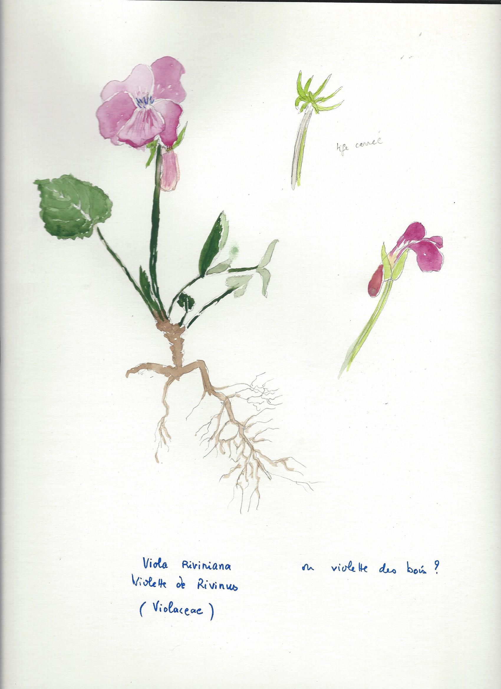 Annexe violette de rivinus dessin.jpg