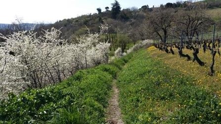 Annexe 2020-03-20 12.35.35 Sentier dans les vignes au printemps.jpg