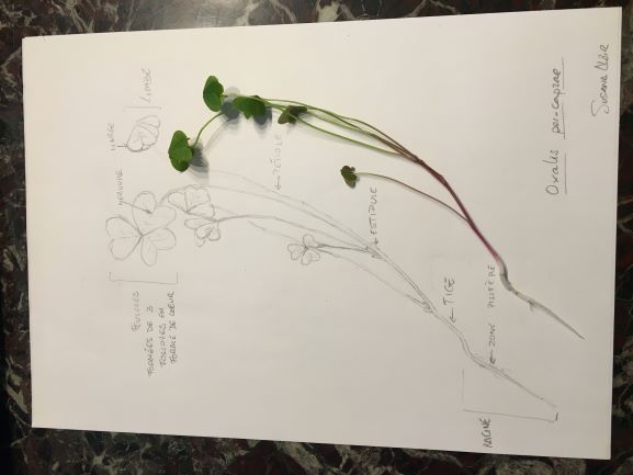 Annexe IMG-6481 (1).JPG