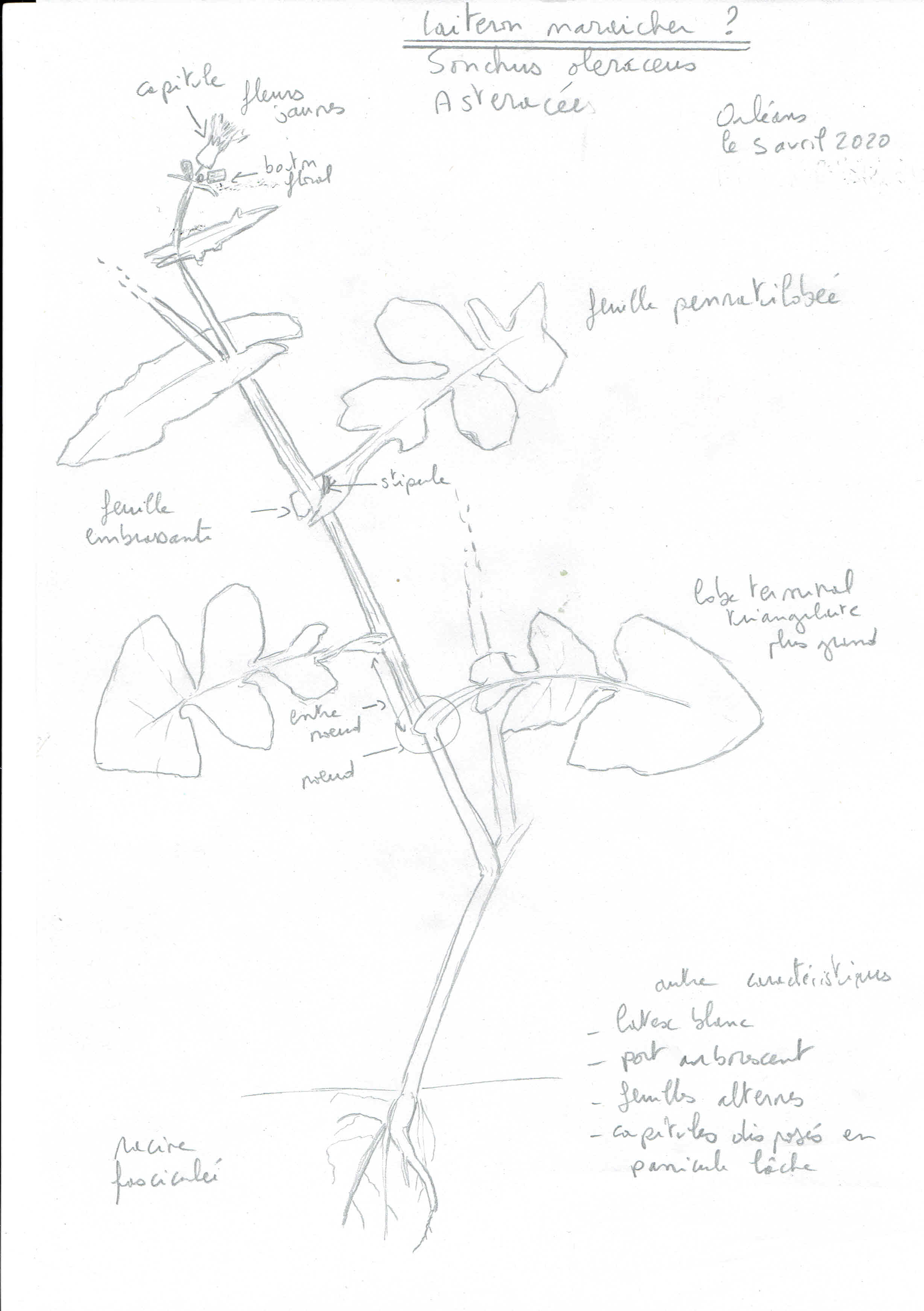 Annexe Laiteron maraicher 050420.jpg