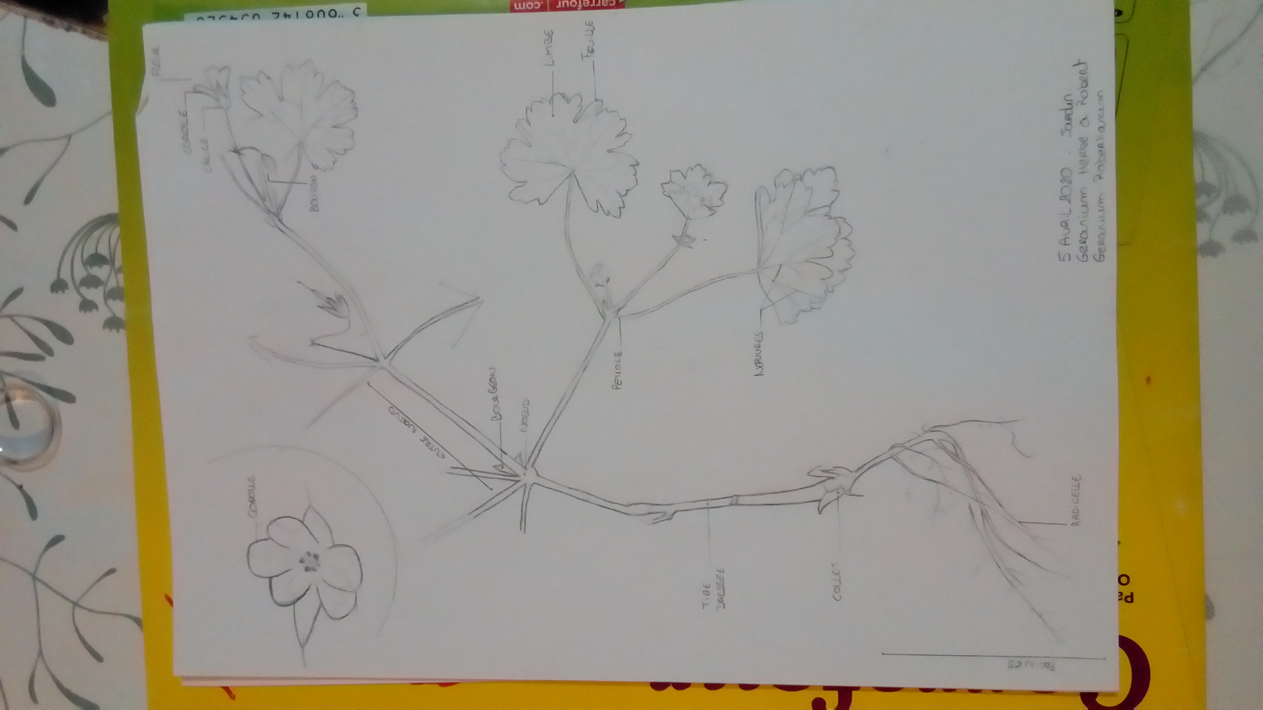 Annexe P_20200405_214746.jpg