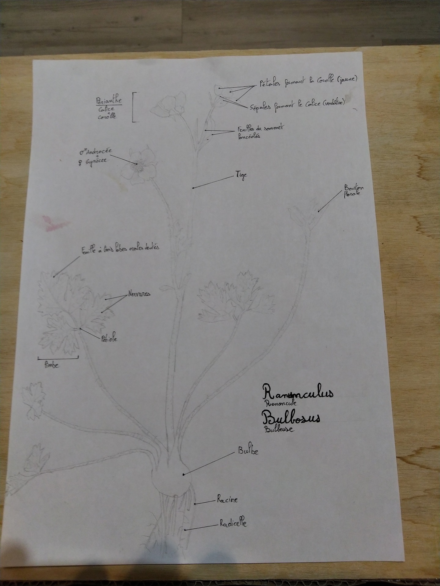 Annexe B Dessiner une fleur.jpg