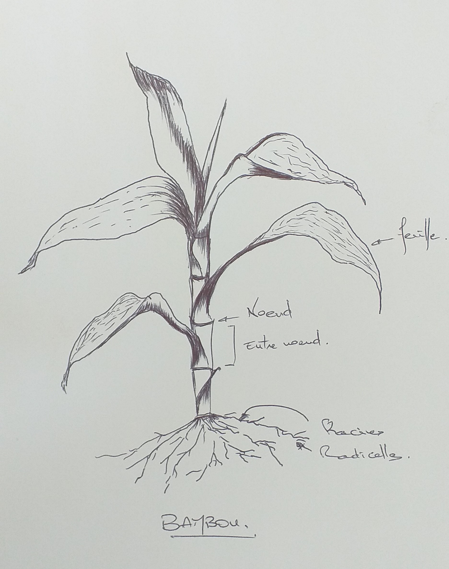 Annexe Bambou sp.jpg