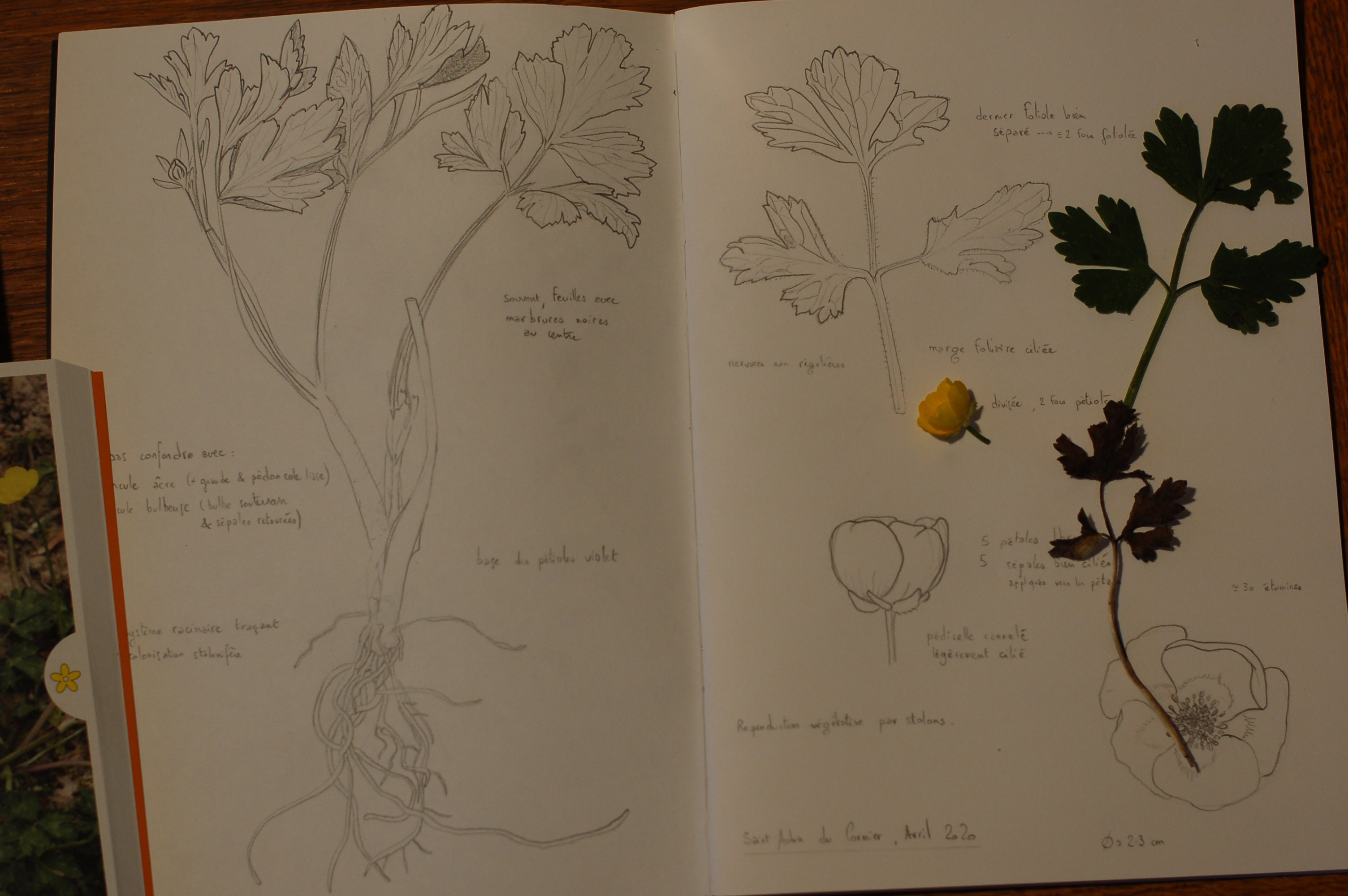 Annexe renoncule rampante.jpg