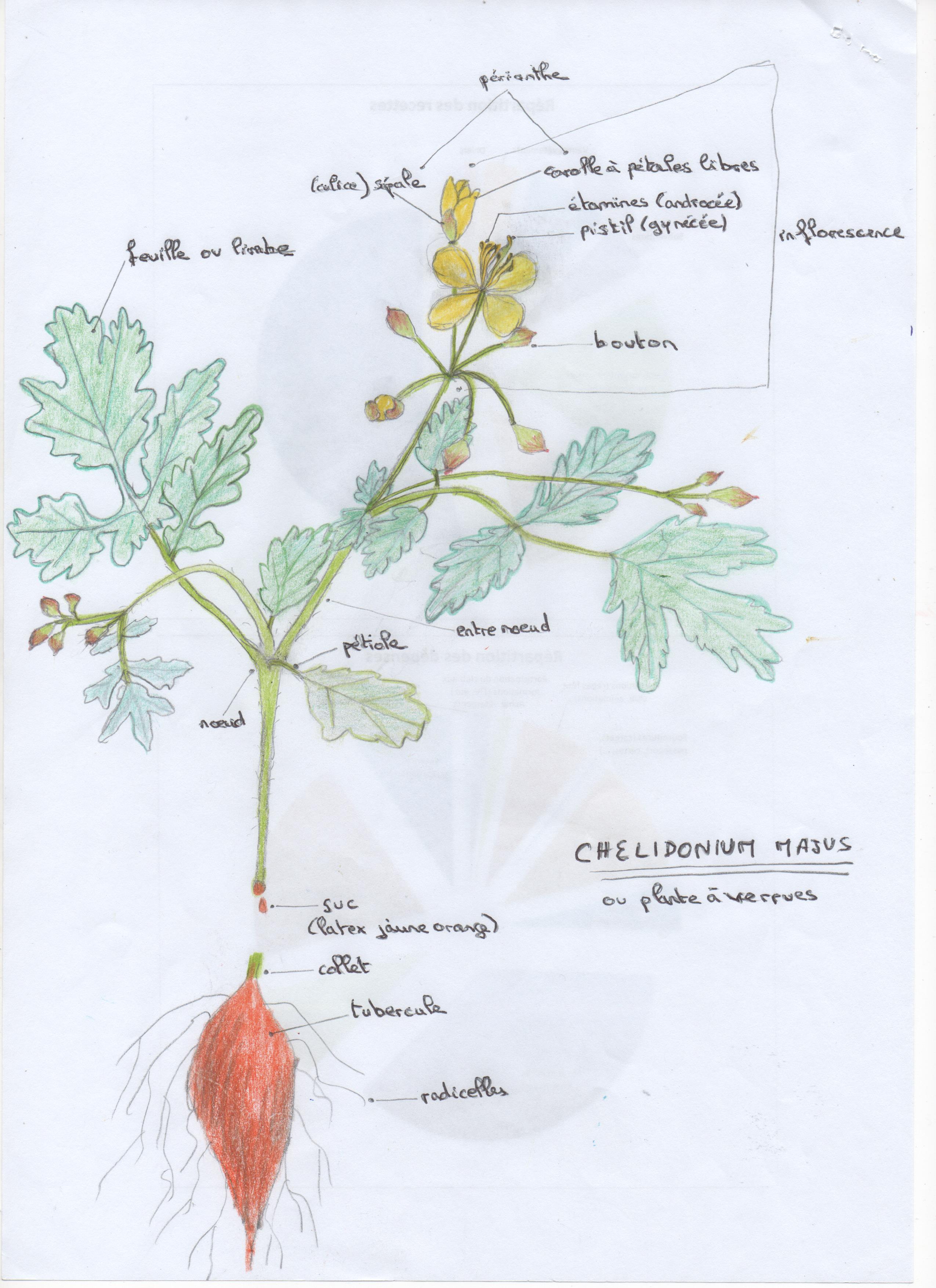 Annexe Chelidonium majus 001.jpg